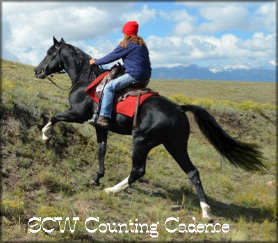 cadence slush links horse walkers creek scw counting program jubal creeks twhbea his excellent horses